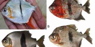 dcouverte-dune-nouvelle-espce-de-piranha-vgtarien-nomme-sauron