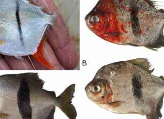 Découverte d’une nouvelle espèce de piranha végétarien nommée «Sauron» dcouverte-dune-nouvelle-espce-de-piranha-vgtarien-nomme-sauron