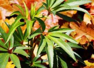 NewLake Capital (NLCP) Stock: Pros and Cons Analysis – Should You Hold? news-22092024-205808