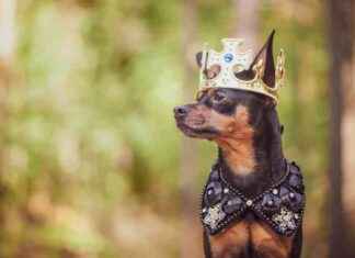 Broadcom vs Nvidia: AI Top Dog Battle (NASDAQ: AVGO) news-26102024-095743