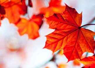 EWC Stock Analysis: Low Exposure to Technology Sector Impacts Growth Outlook news-26102024-155937