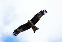 What Is Spread Betting In Forex? Discover Powerful Trading Secrets