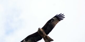 What Is Spread Betting In Forex? Discover Powerful Trading Secrets