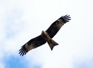 What Is Spread Betting In Forex? Discover Powerful Trading Secrets