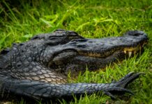 What Is Overleveraging And Why It’s Dangerous For Your Finances?