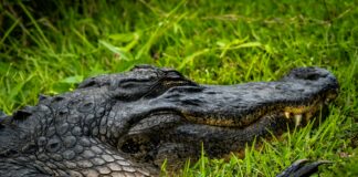 What Is Overleveraging And Why It’s Dangerous For Your Finances?