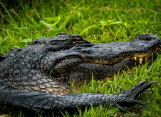 What Is Overleveraging And Why It’s Dangerous For Your Finances?