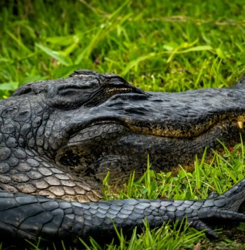 What Is Overleveraging And Why It’s Dangerous For Your Finances?