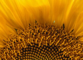 Mastering Fibonacci Retracements For Entries: Unlock Trading Secrets