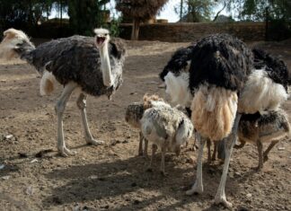 Brokers With The Fastest KYC And Onboarding: Secrets Revealed!